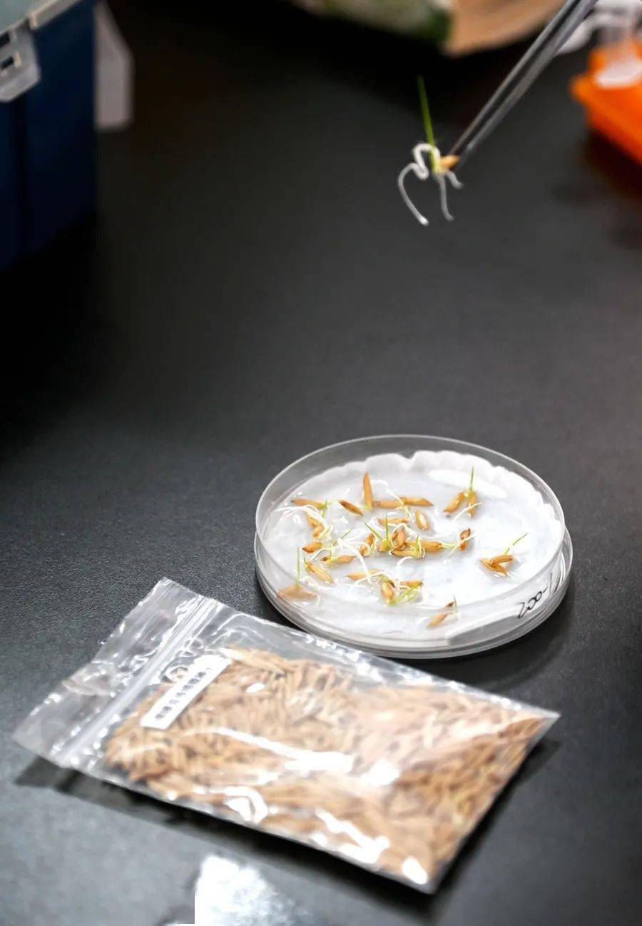 和嫦娥五号一起上天的水稻种子发芽了