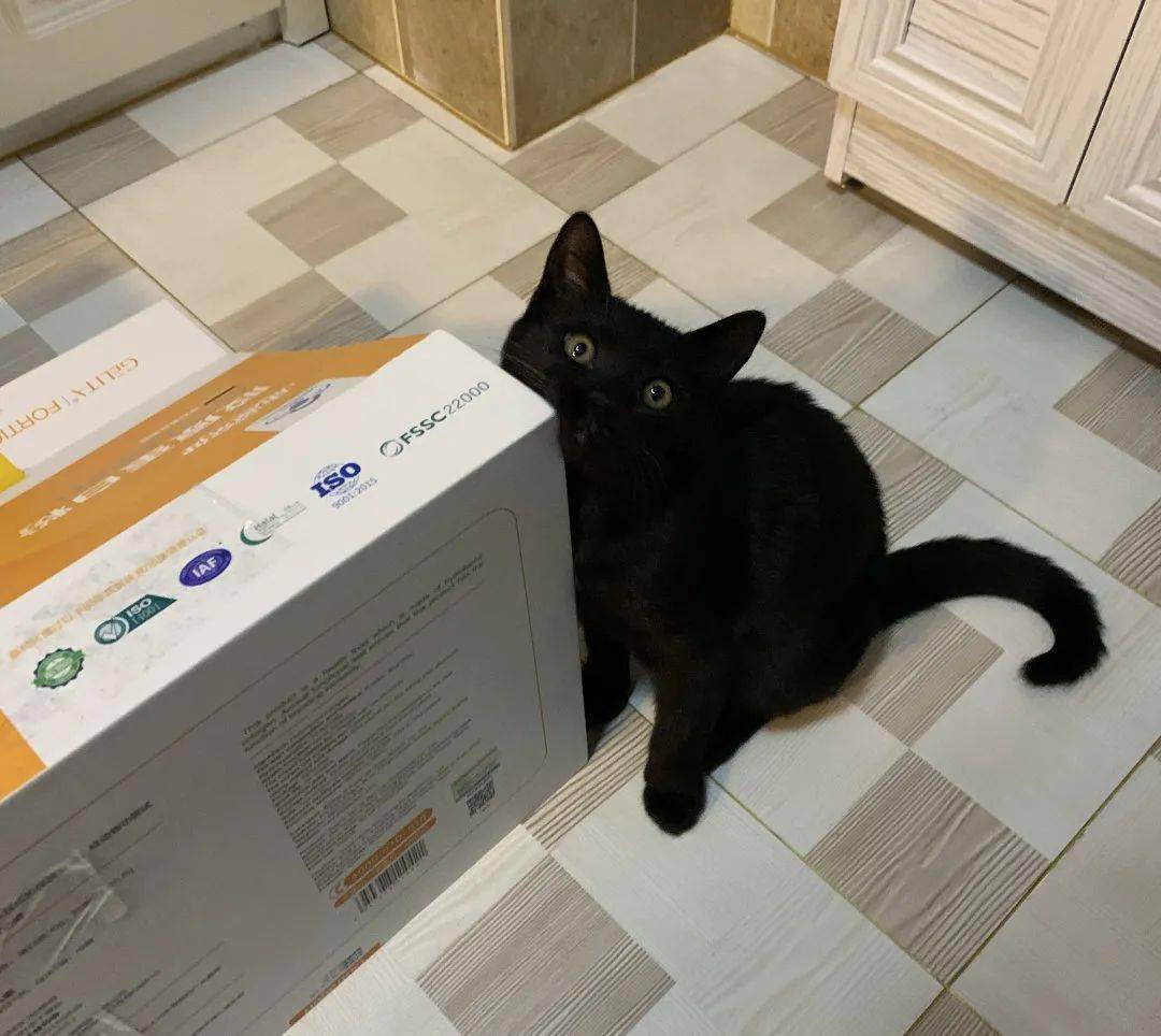 一大波罗小黑来袭玄猫合辑