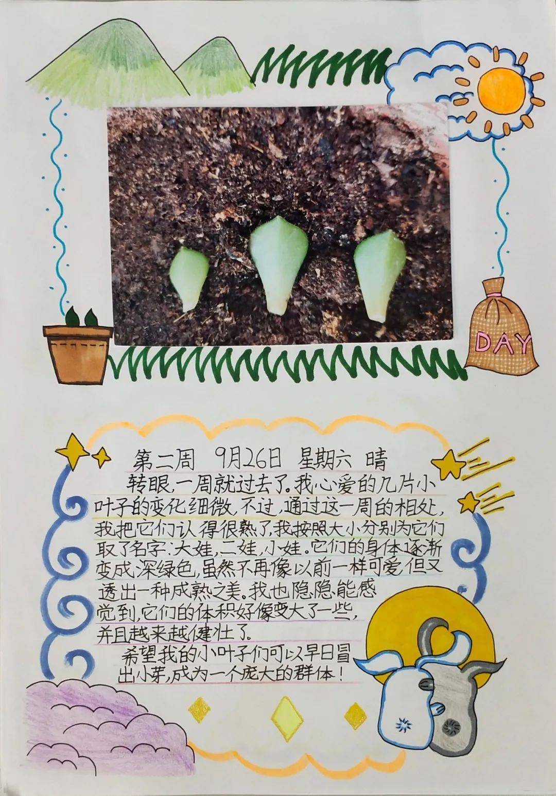 观察记录怎么写四年级植物(观察表格四年级观察植物怎么写)