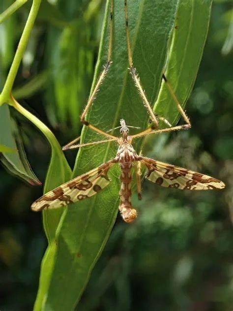 【虫谱大观】颈蠓