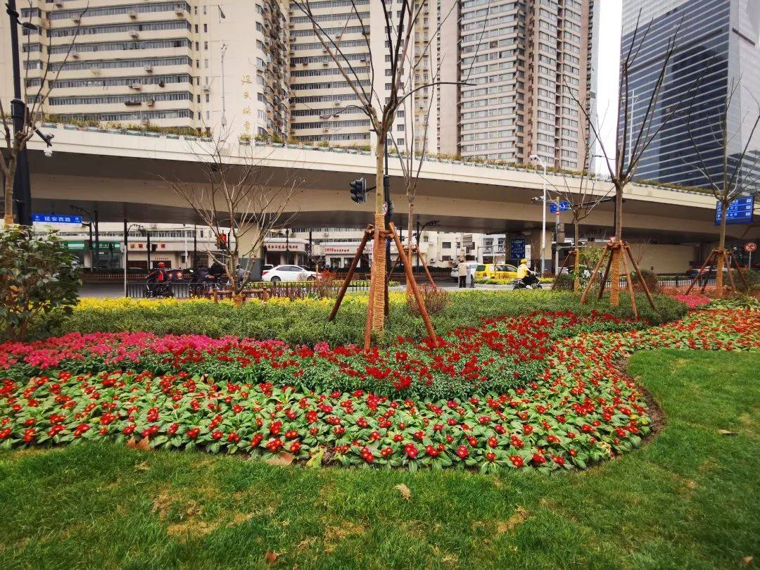 武夷路城市更新再添新亮点_绿化