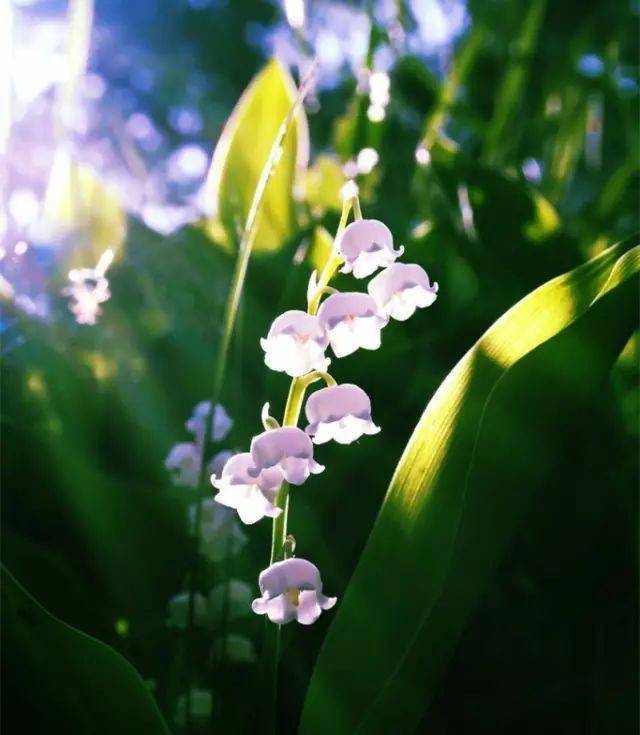 科普自然界中的生死宿敌植物间的化学战