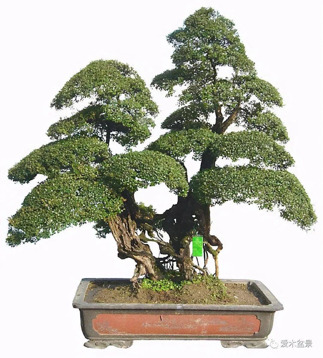 赤楠盆景栽培与制作(二)