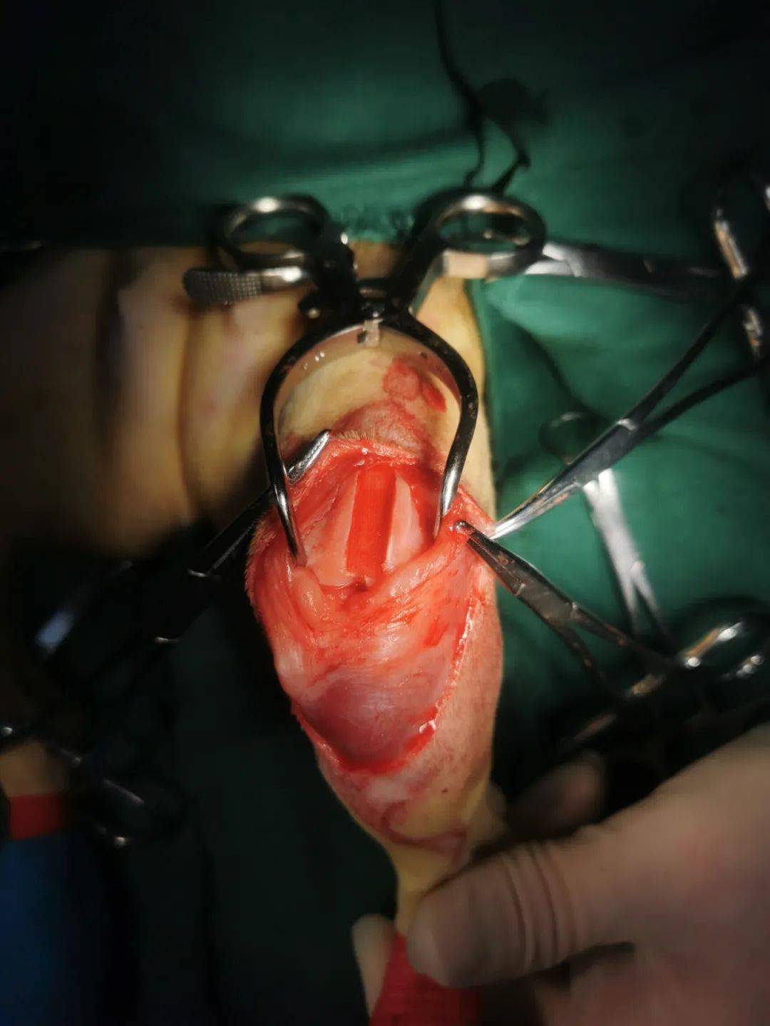 犬髌骨脱位手术过程图片