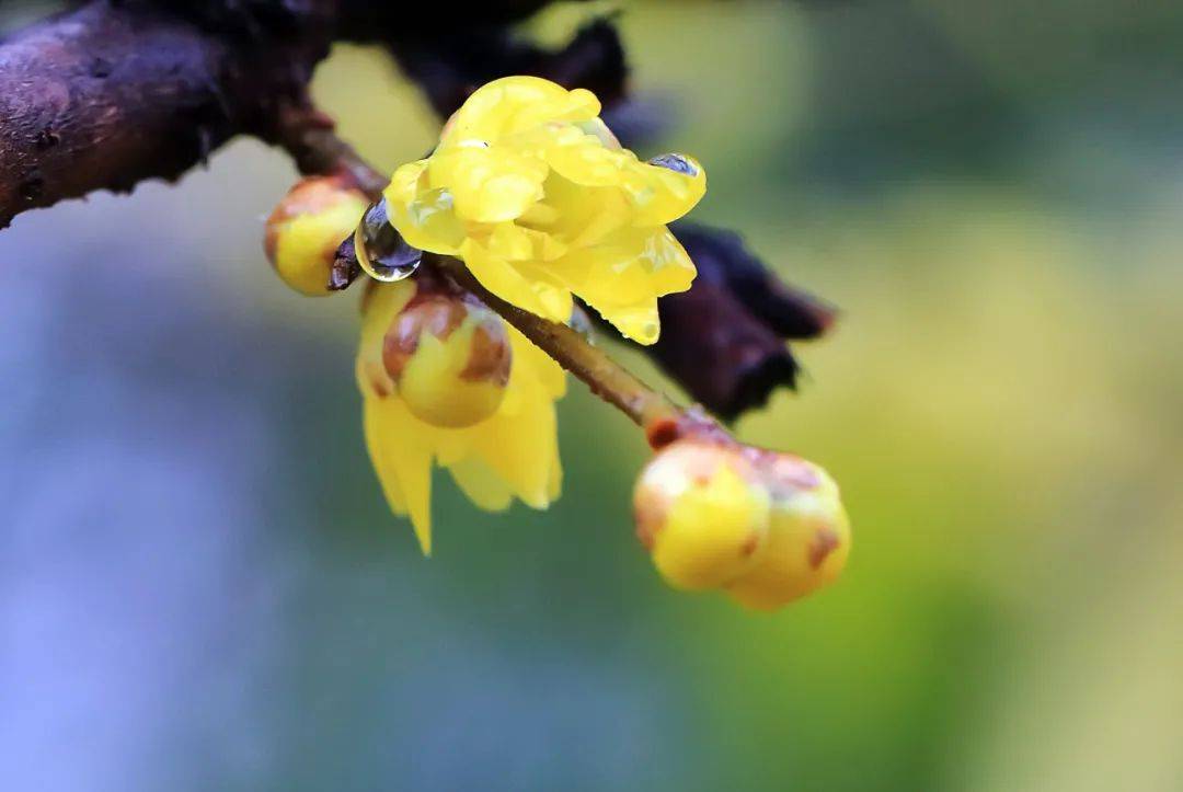 却是这种花开得最美的时节……_黄梅花