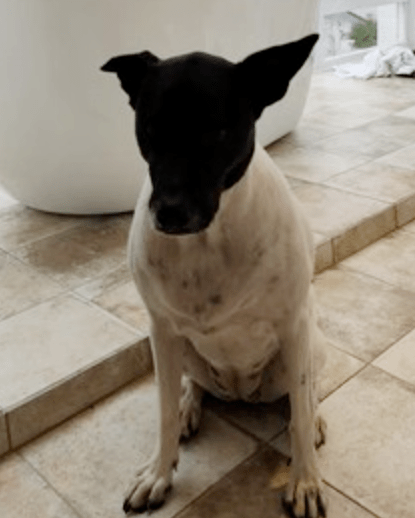 网红黑头狗狗长大了看到它现在的样子笑坏了