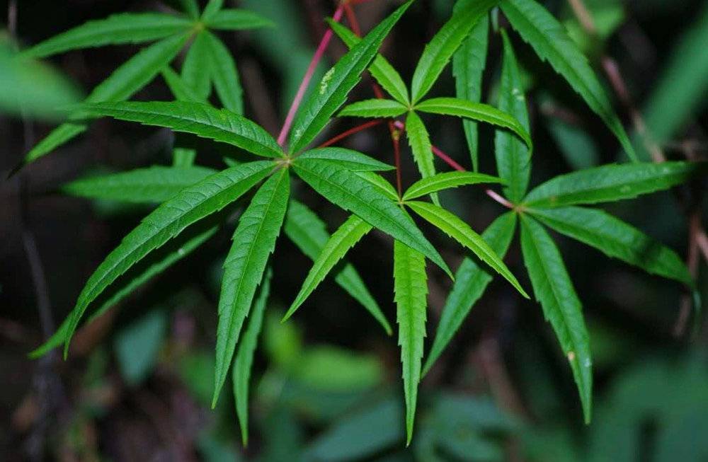 五小叶槭(资料图)