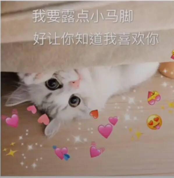 发给你男友的"猫咪"表情包