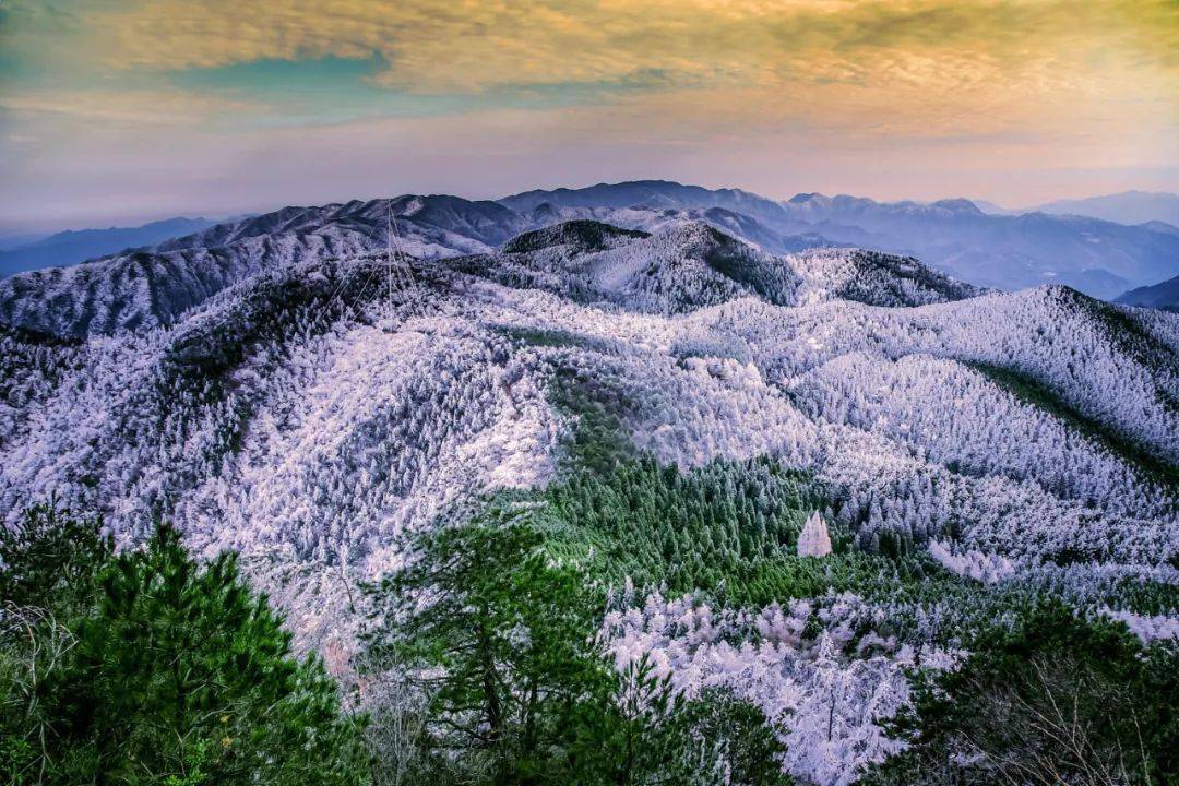 景寧敕木山這一幕幕不應該