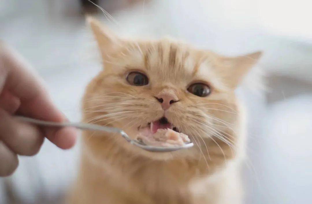 给猫买点好吃的猫罐头大坑注意