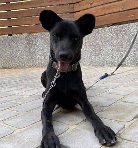 小土狗原本是垂耳,长大后却变成了米老鼠耳朵,网友