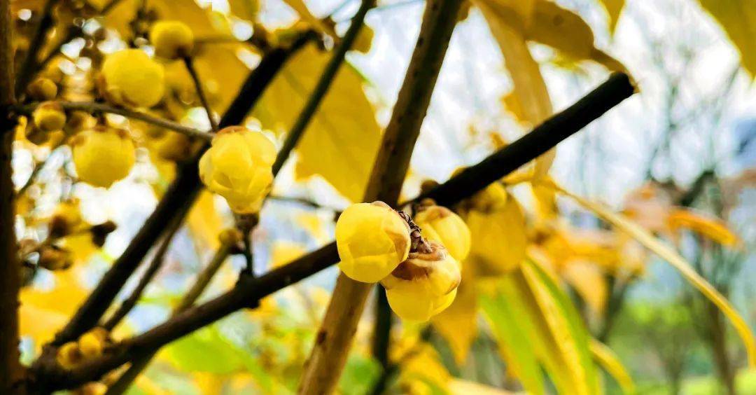 腊梅花开满城香!涪陵的腊梅已经开啦~赶紧约!