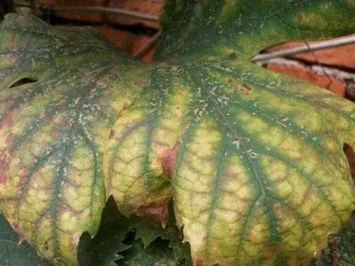 最全植物缺素症大全赶紧收藏起来