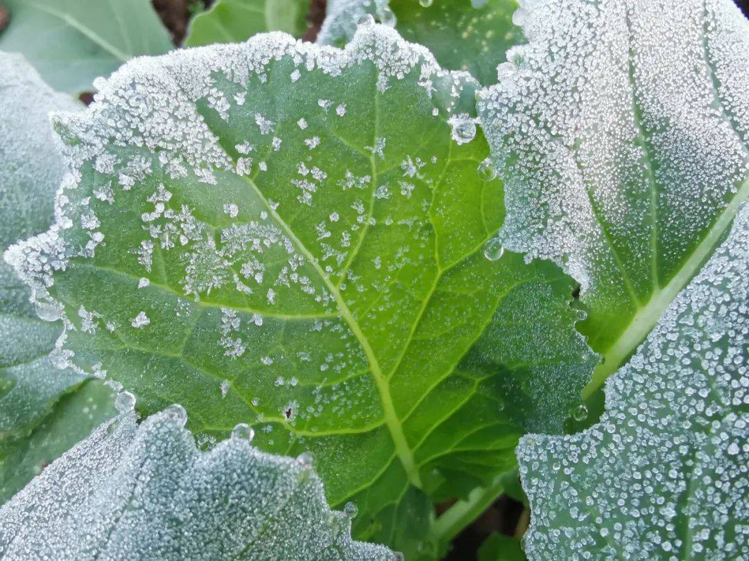 【雪落高山霜落洼】