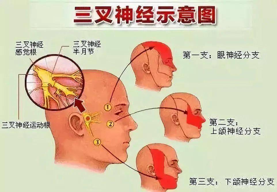 神經,主要支配臉部,口腔,鼻腔的感覺以及咀嚼肌的運動,並將頭部的感覺