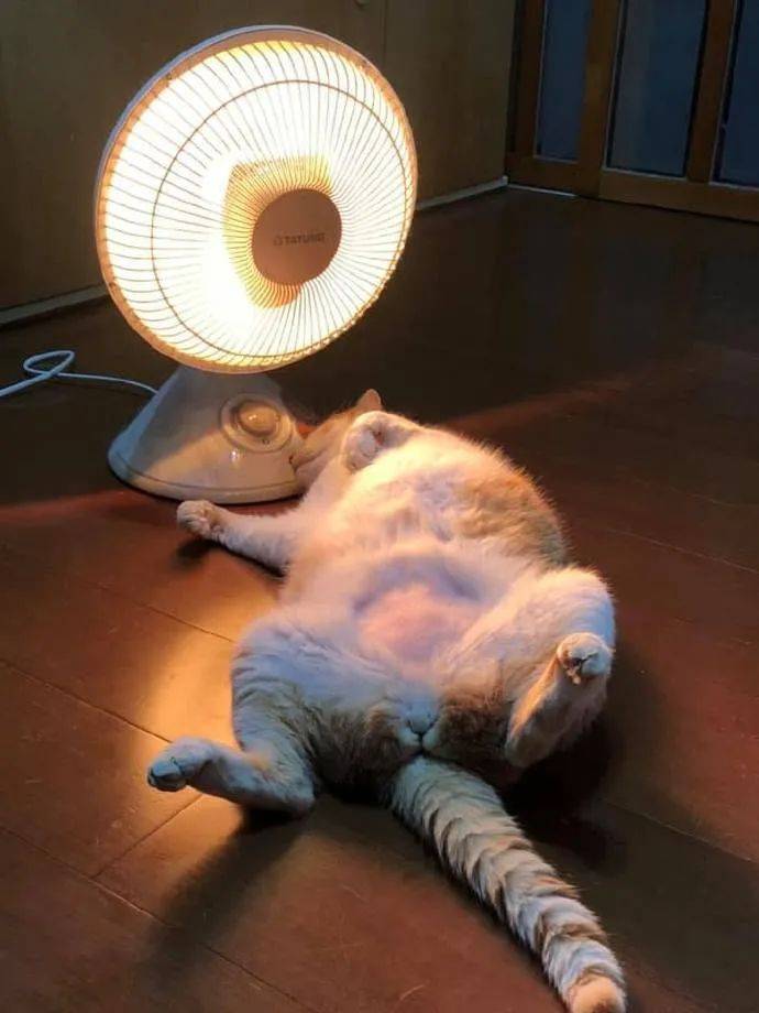 猫咪烤小太阳,竟然懂得自己翻面