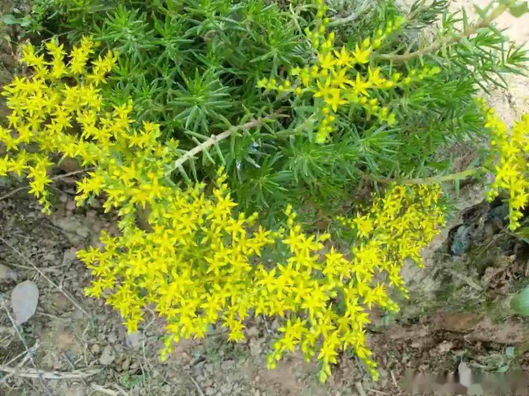 养不死的4种花,掐根枝爆出一大片,堪比生物入侵!