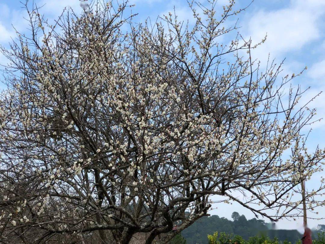 陈平梅花开今日实拍1月7910号发团宾阳陈平乡赏梅花宾州古城摄影一