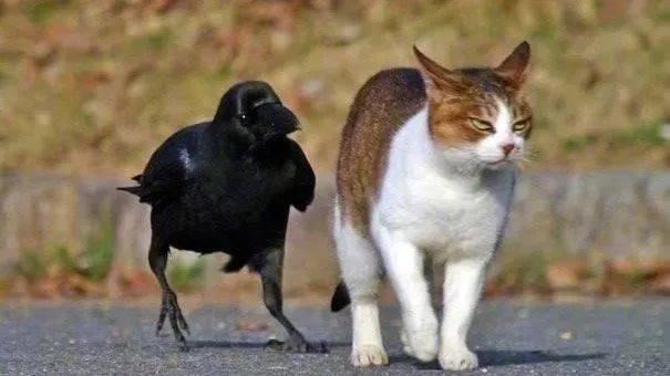 奇奇怪怪的日本丨日本乌鸦比人类还嚣张的大佬级生物