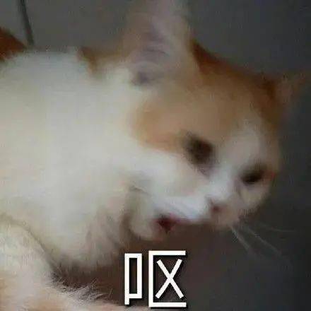 沙雕猫表情包沙雕猫猫表情包