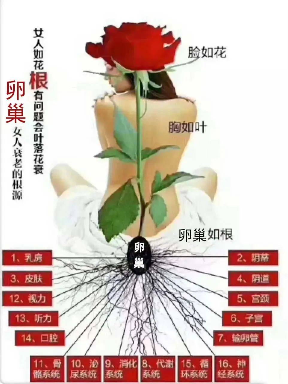 女人不想老得快可以多按按肚子上的这个地方