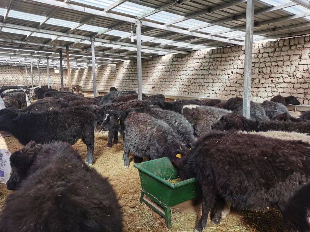 牛圈里走出一条幸福路