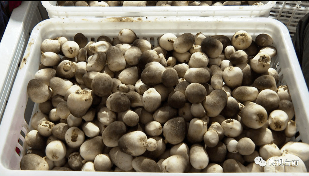 台前县这里发展种植优质大棚草菇产业,走出一条致富路!_手机搜狐网