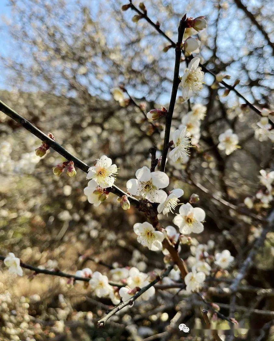 1月8号普宁龙华寺善德梅花一天游
