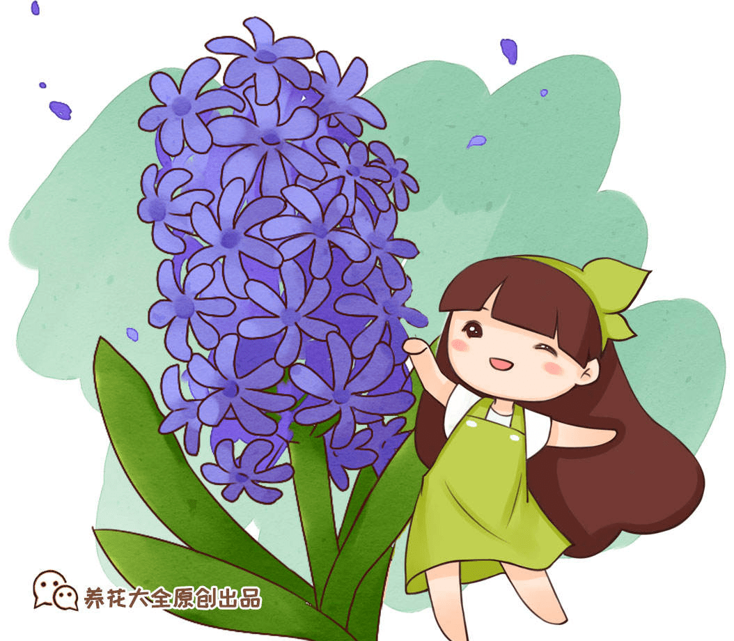 超级好看的葡萄风信子记好这3点猛爆葡萄串