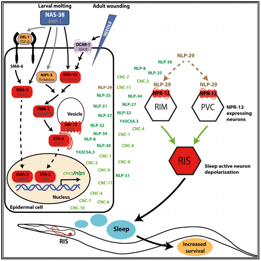 睡眠疗伤伤口产生抗菌肽可增加睡眠提高存活率