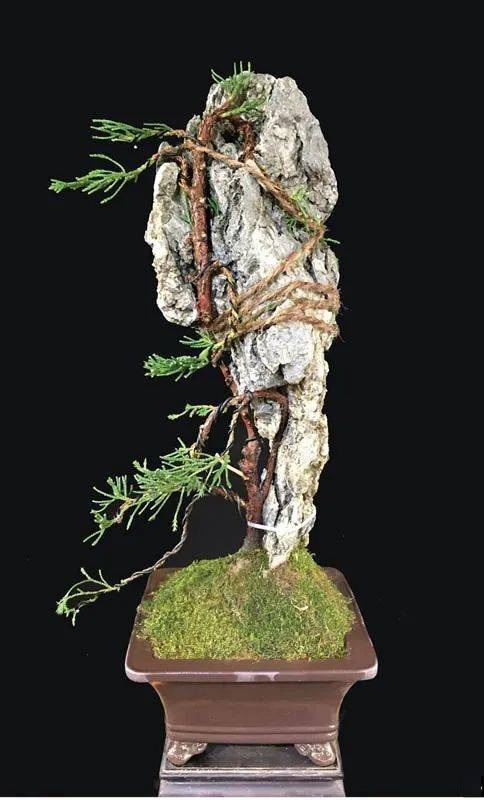 当奇石与古木相得益彰轻松制作一道缝石而生的附石盆景