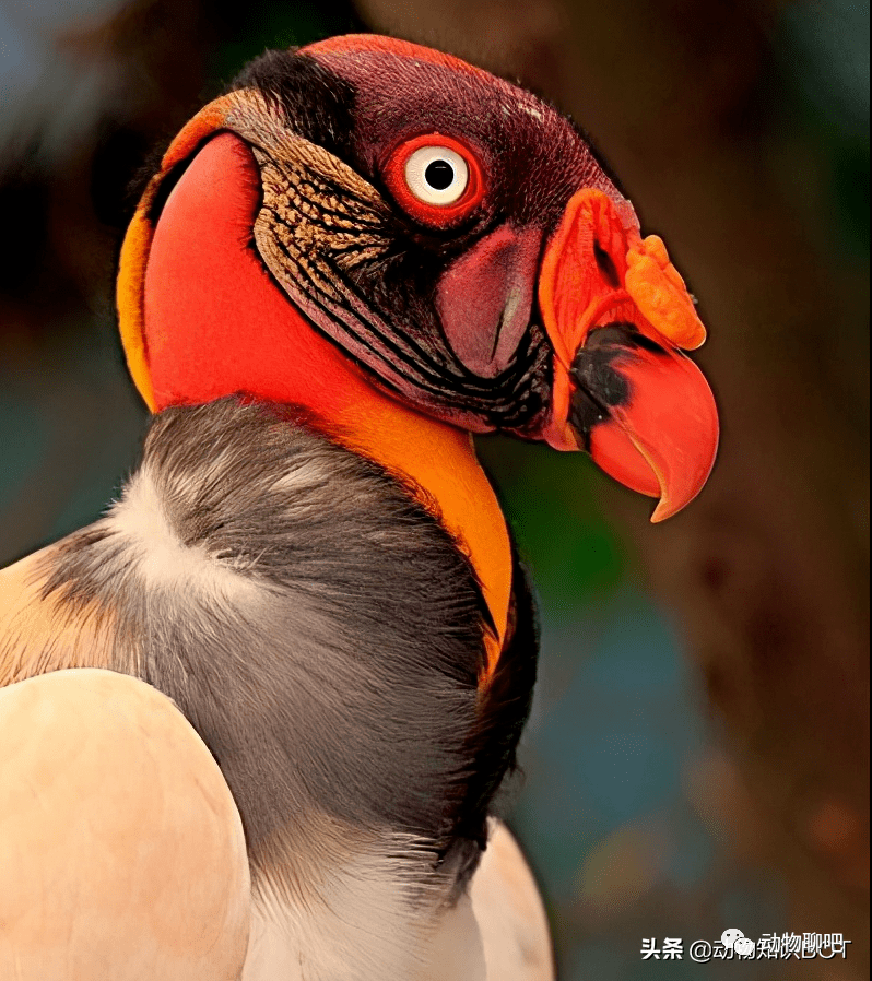 号称众鸟之王的七彩猛禽王鹫却长着一副不太聪明的样子
