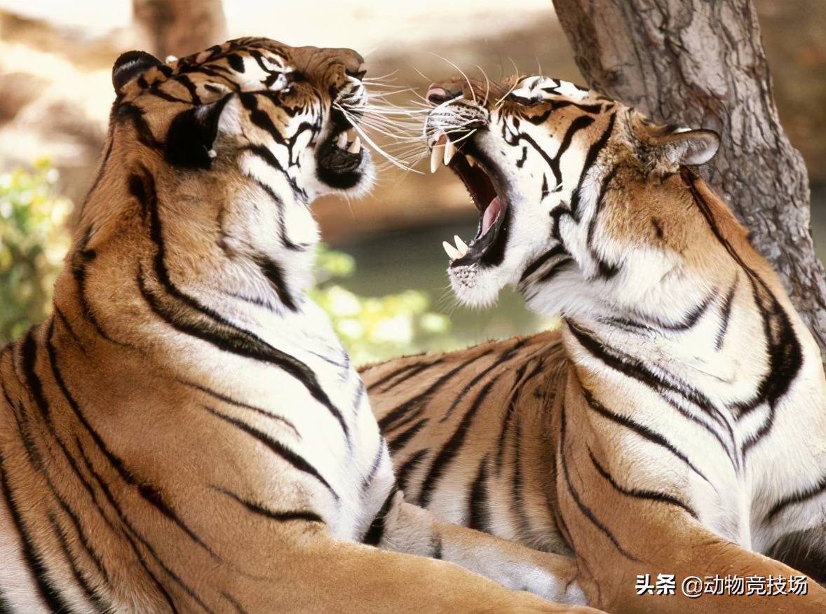 老虎再饿却有3不杀关于老虎的9个神秘说法不愧为森林之王