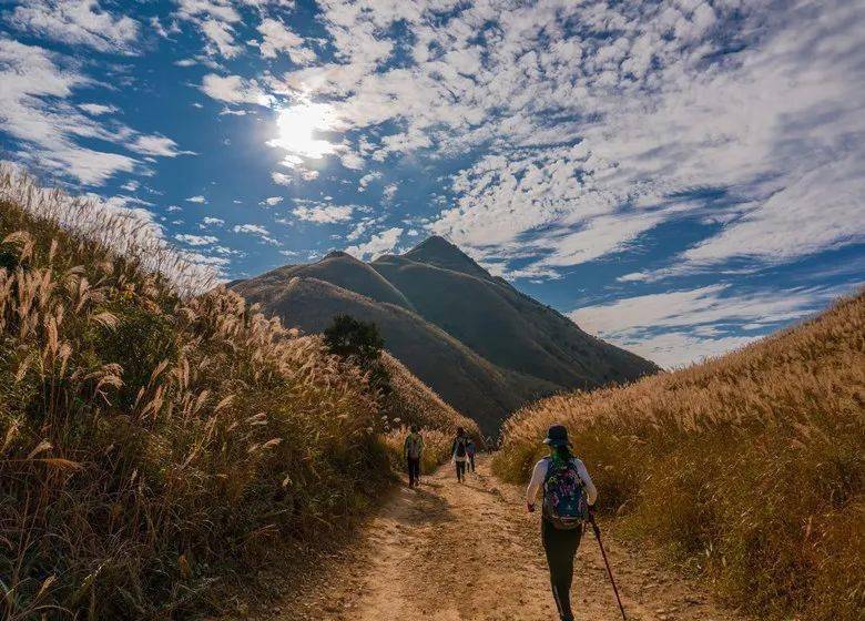 1月9/10号 惠州大南山大草坡穿越,满山遍野芦苇荡