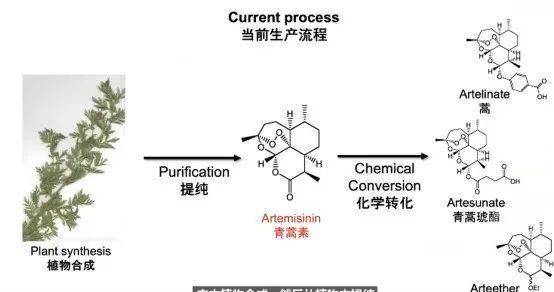 青蒿素的使用也面临了很多挑战,首先是价格和可用性,其次是质量,最后