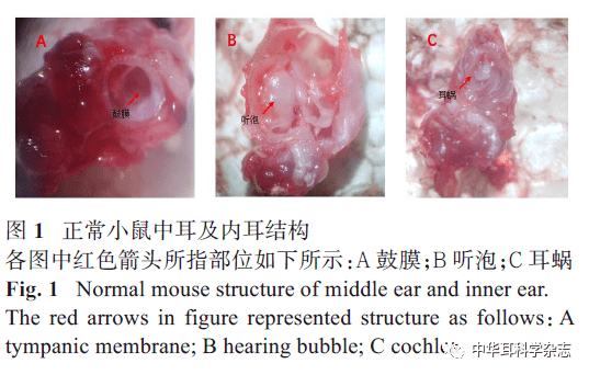 局部給藥途徑對內耳耳蝸作用機制的研究