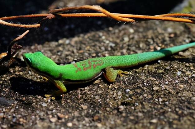 马达加斯加日守宫,拥有绿宝石之称,却是个没有大脑的怪物
