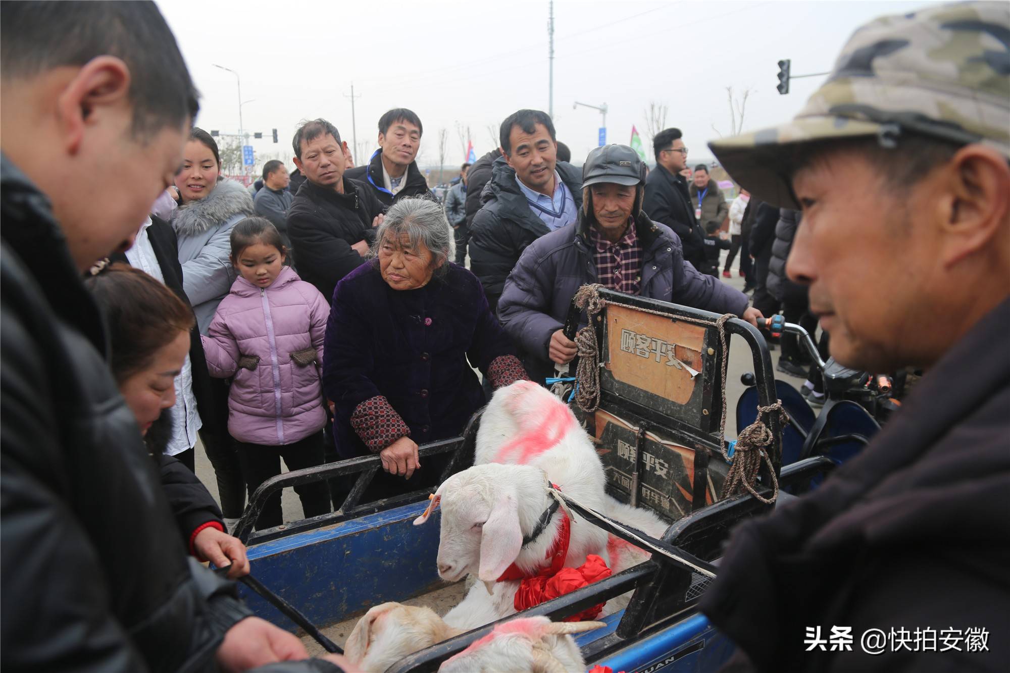 老夫妻进城卖羊激动得忘记吃饭,准备离开时听到羊叫声,心酸了