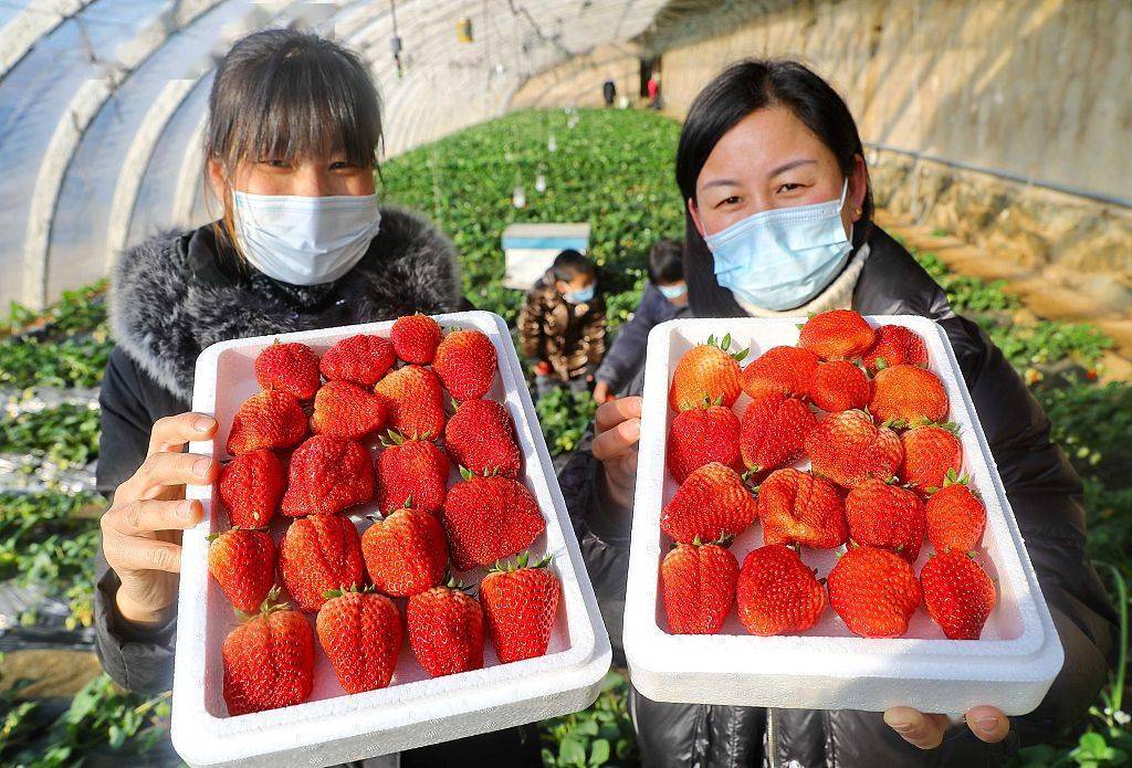 河北秦皇岛：反季节草莓采摘助农增收
