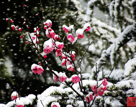 小寒岁至小寒踏雪寻梅好美