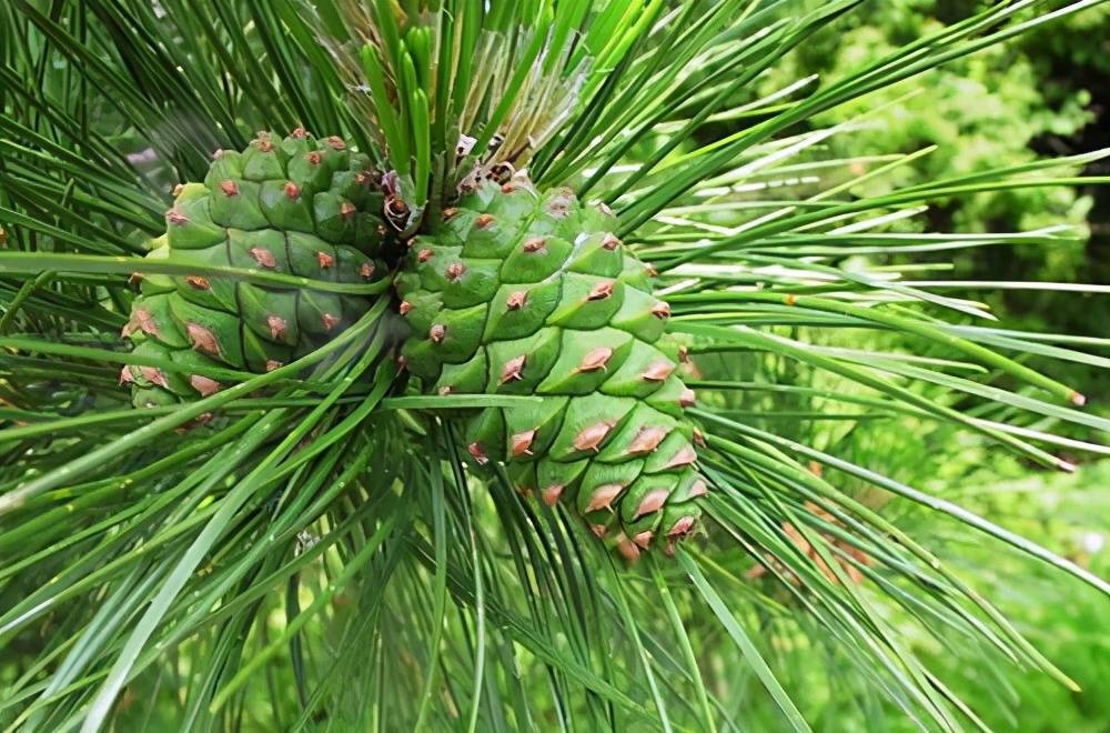 园林油松育苗新技术