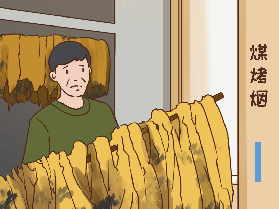 【比了再选 你是用电聪明人】电烤烟,烤出脱贫致富黄金叶