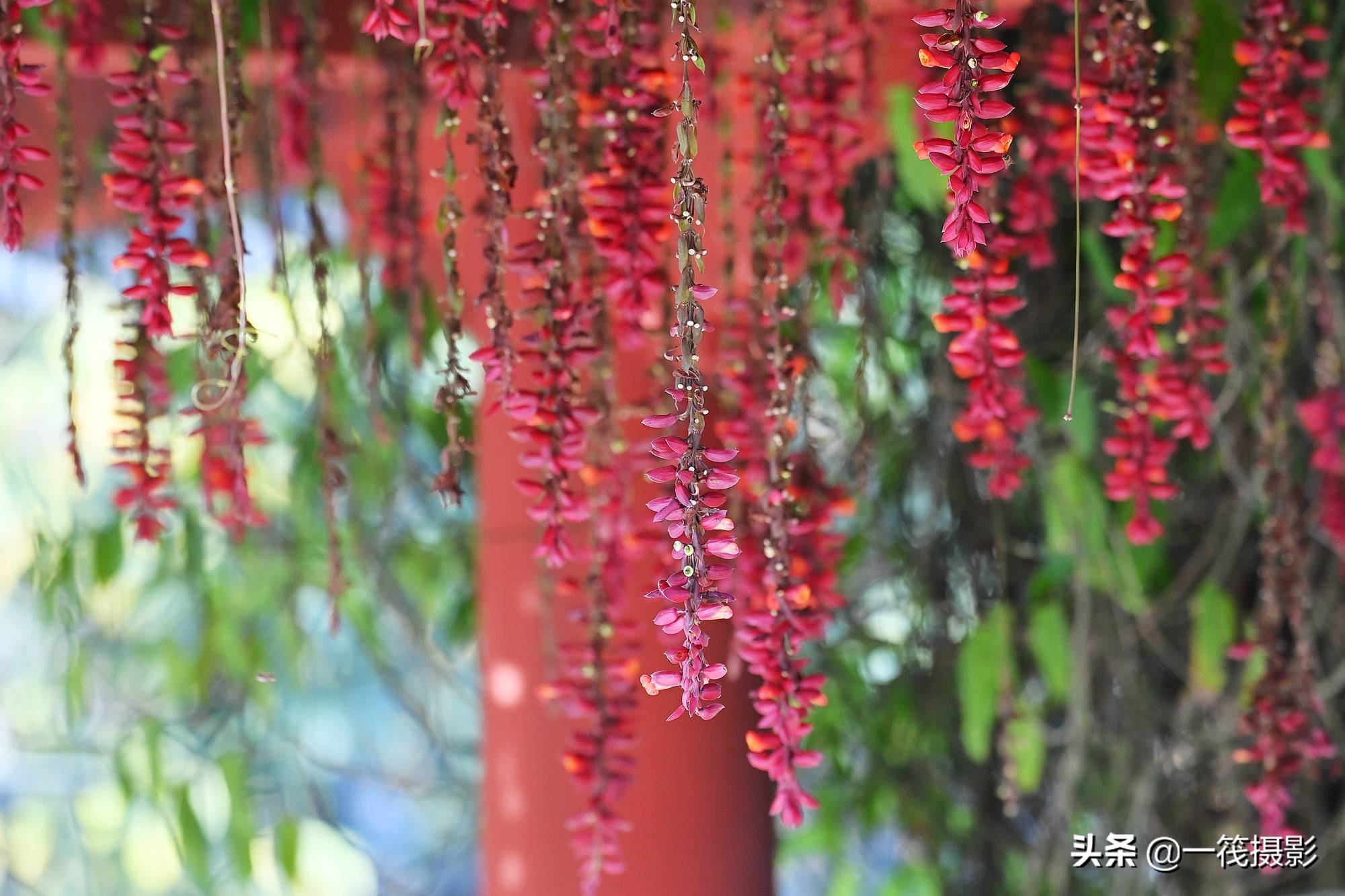 黄花老鸦嘴,垂花之美