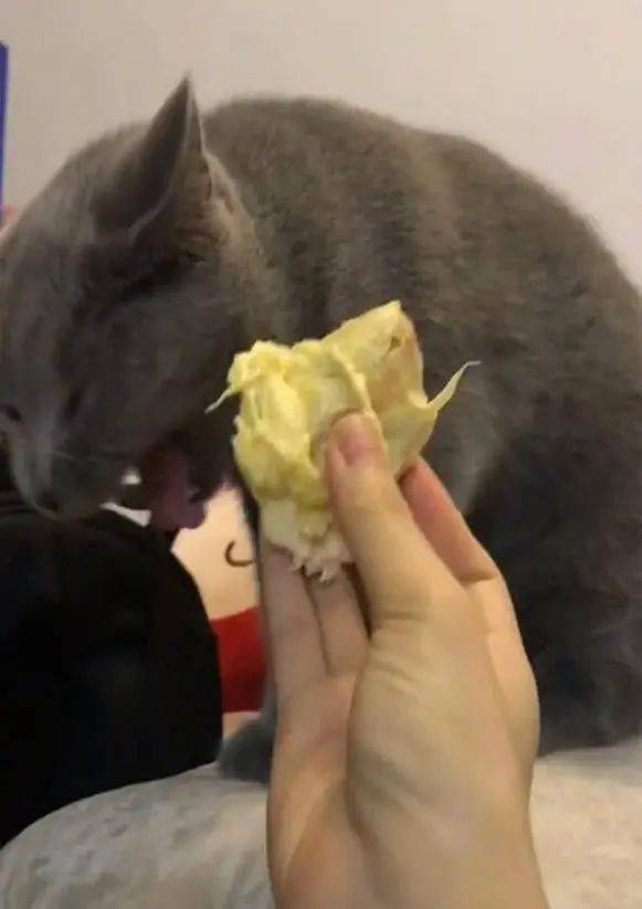 猫咪好奇榴莲是什么味道,走近一闻,主人被它逗的大笑不止