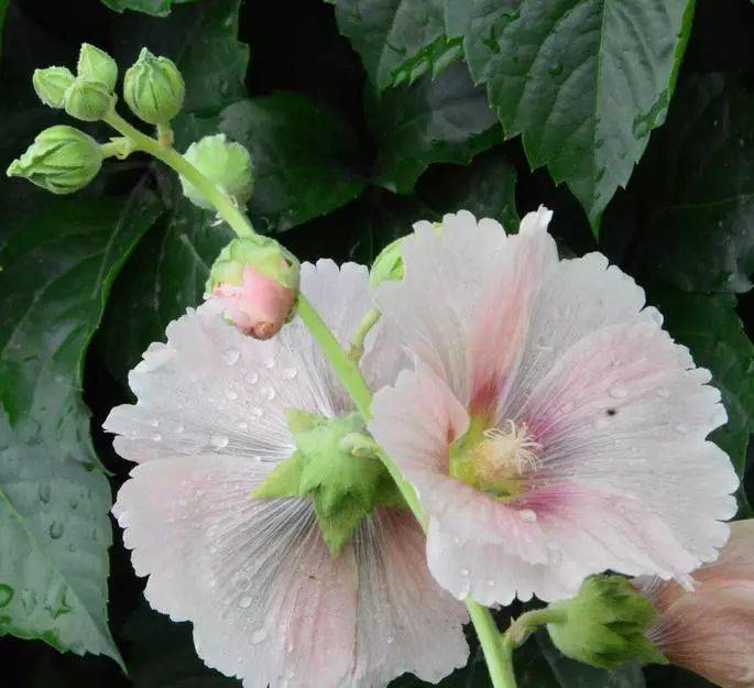 蜀葵,別稱一丈紅,大蜀季,戎葵.花期6月至8月,蒴果,種子扁圓