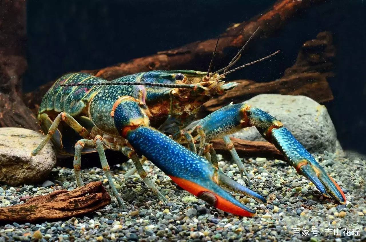 脂肪酸检测结果表明,淡水小龙虾肉所含有的脂肪酸种类多于澳洲淡水