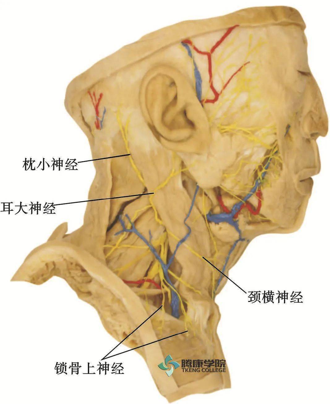 颈丛解剖图图片