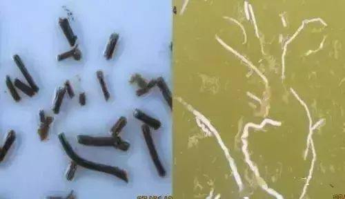 每年养虾白便让你吃大亏,赔大钱,看完这篇文章一定不再害怕白便!