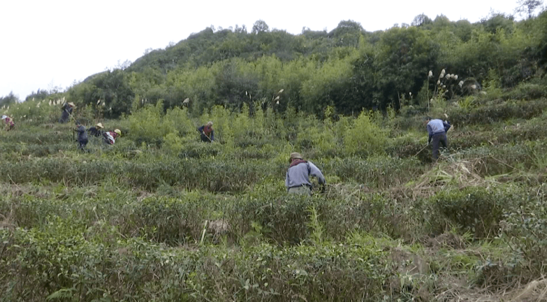 芦田镇源头把控掀起茶园管护热潮