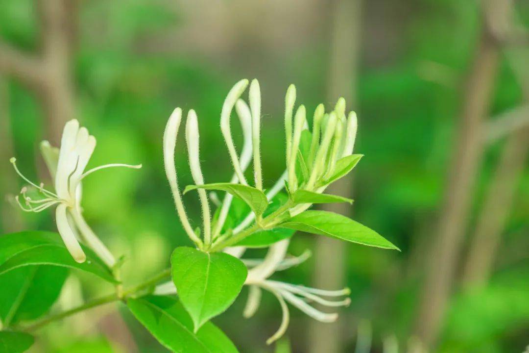 四季常青又耐寒的花卉有哪些